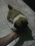 paçoca 