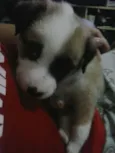 paçoca 