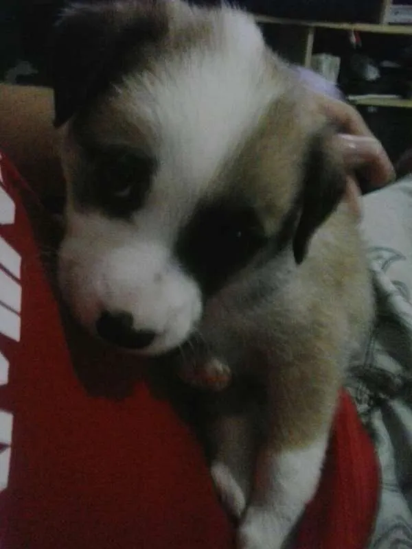 Cachorro ra a vira-lata  idade Abaixo de 2 meses nome paçoca 