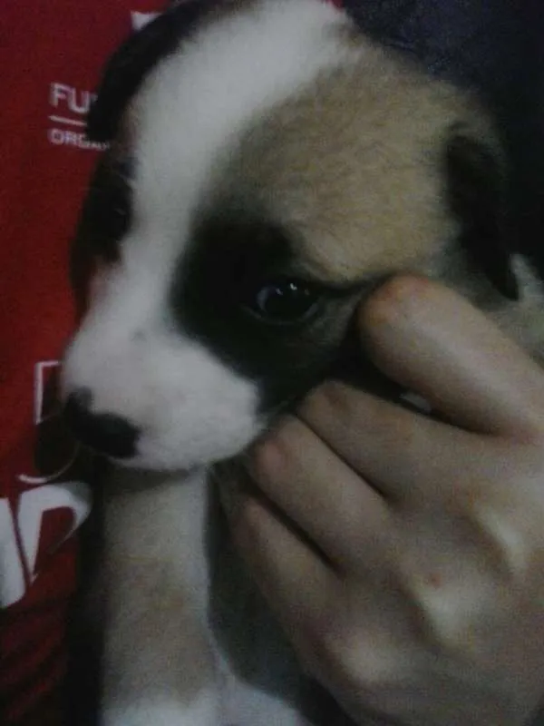 Cachorro ra a vira-lata  idade Abaixo de 2 meses nome paçoca 