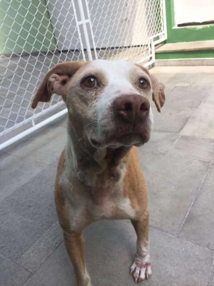 Cachorro ra a Sem raça definida idade 5 anos nome Malu