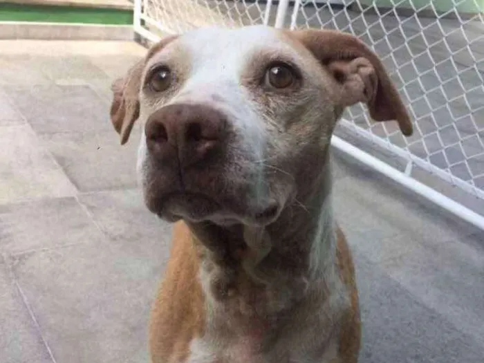 Cachorro ra a Sem raça definida idade 5 anos nome Malu