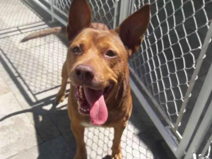Cachorro raça Mix de Pit bull idade 5 anos nome Hulk
