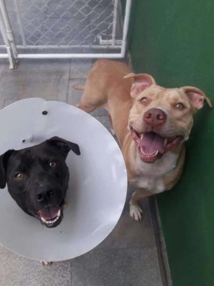 Cachorro ra a Pit bull idade 3 anos nome Leona e Bob