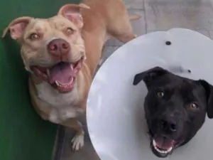 Cachorro raça Pit bull idade 3 anos nome Leona e Bob
