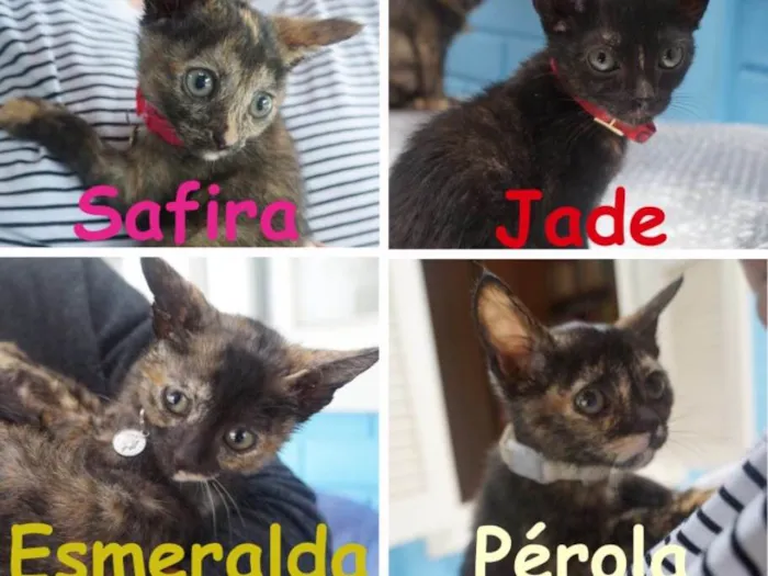 Gato ra a  idade Abaixo de 2 meses nome Gatinhas filhotes