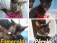 Gatinhas filhotes