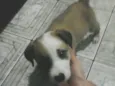 paçoca 