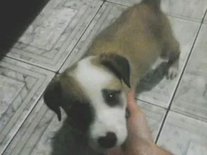 Cachorro raça vira-lata  idade Abaixo de 2 meses nome paçoca 