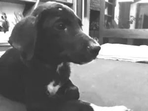 Cachorro raça SRD idade 2 a 6 meses nome Ze Antonio