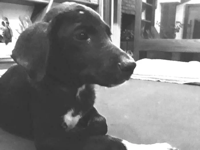 Cachorro ra a SRD idade 2 a 6 meses nome Ze Antonio