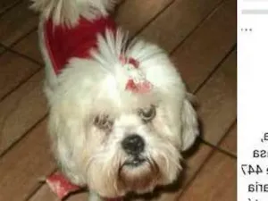 Cachorro raça Lhasa idade 4 anos nome Kiara