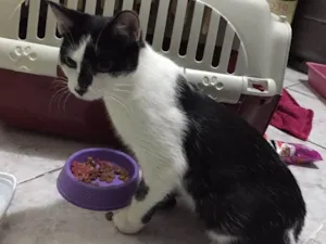 Gato raça S.R.D. idade 2 a 6 meses nome Nome desconhecido