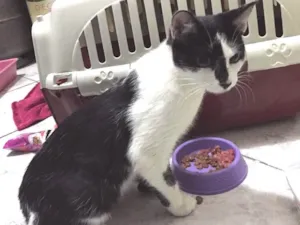 Gato raça S.R.D. idade 2 a 6 meses nome Maxine