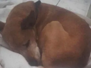 Cachorro raça SRD idade 6 ou mais anos nome Bob