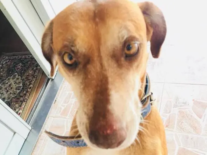 Cachorro ra a Mista  idade 6 ou mais anos nome Mel