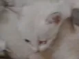 Não tem