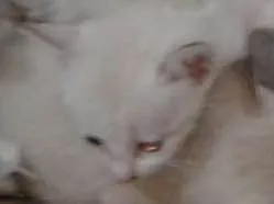 Gato raça Sem raça definida idade Abaixo de 2 meses nome Não tem