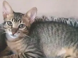 Gato raça  idade 2 a 6 meses nome Mustafá