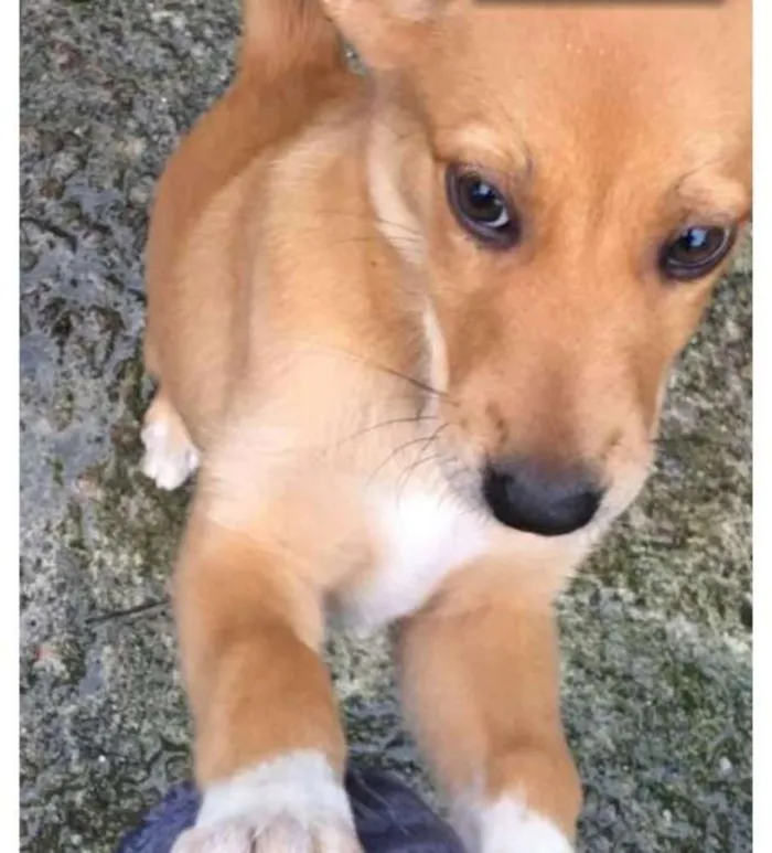 Cachorro ra a Srd idade 2 a 6 meses nome Amarela