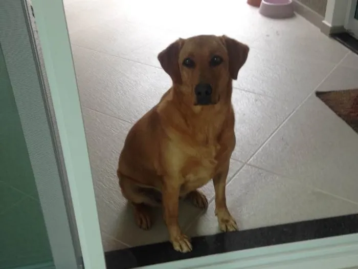 Cachorro ra a Sem raça definida idade 2 anos nome Frida