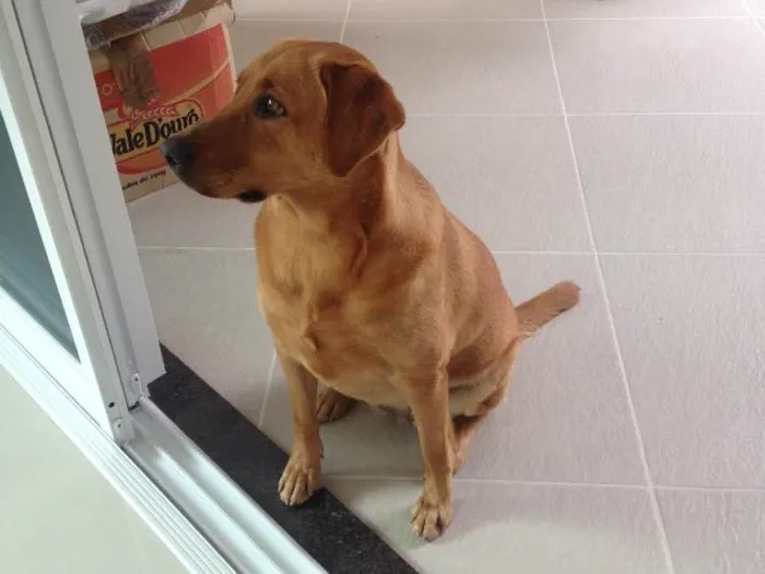 Cachorro ra a Sem raça definida idade 2 anos nome Frida