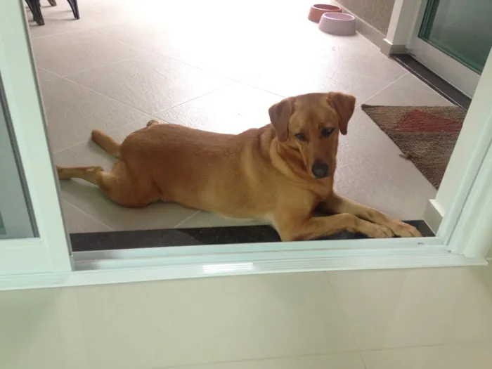 Cachorro ra a Sem raça definida idade 2 anos nome Frida