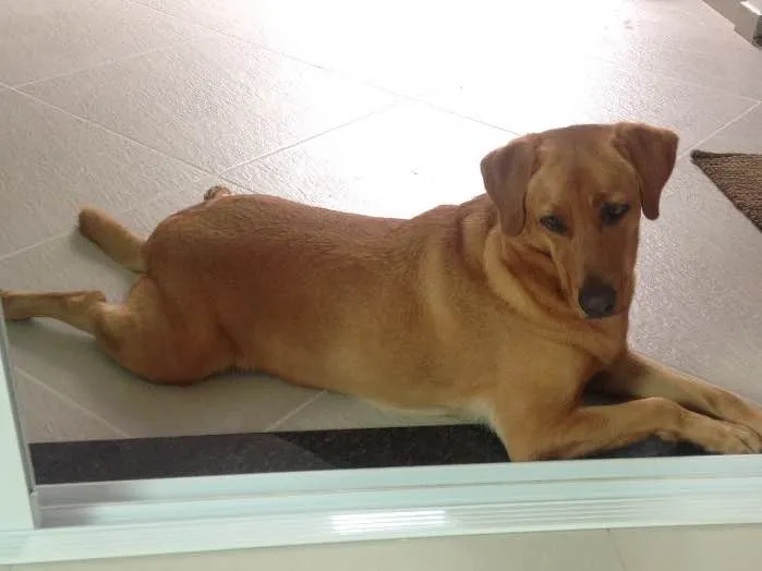 Cachorro ra a Sem raça definida idade 2 anos nome Frida