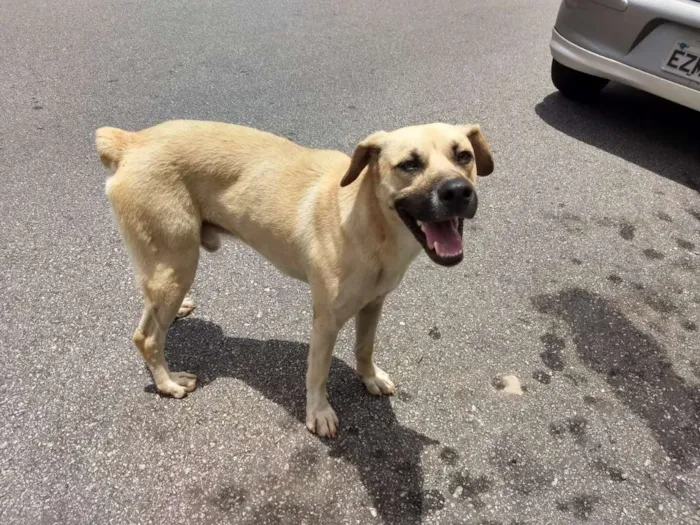 Cachorro ra a Indefinido  idade 2 anos nome Sem nome 
