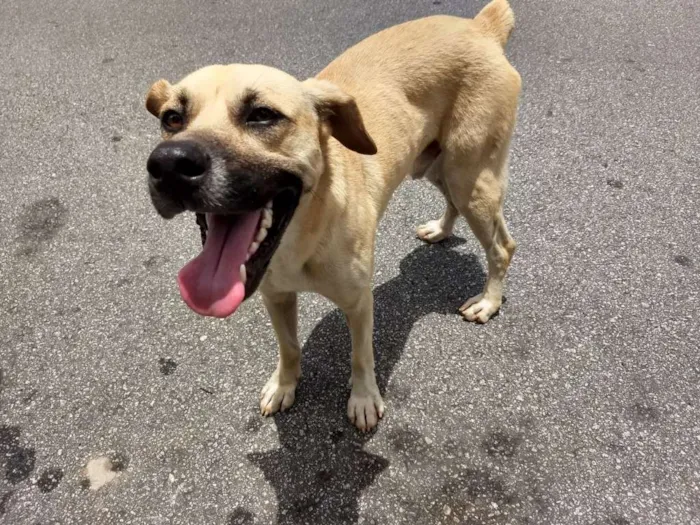 Cachorro ra a Indefinido  idade 2 anos nome Sem nome 