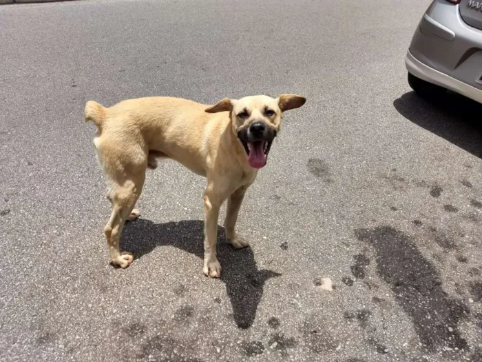 Cachorro ra a Indefinido  idade 2 anos nome Sem nome 
