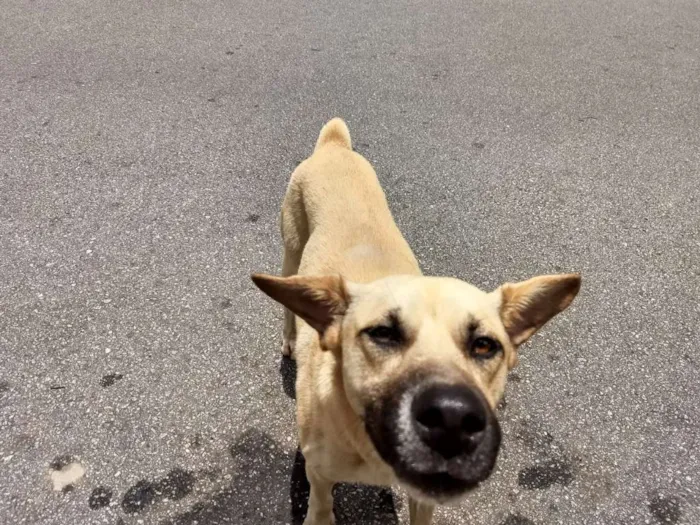 Cachorro ra a Indefinido  idade 2 anos nome Sem nome 