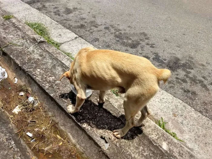Cachorro ra a Indefinido  idade 2 anos nome Sem nome 