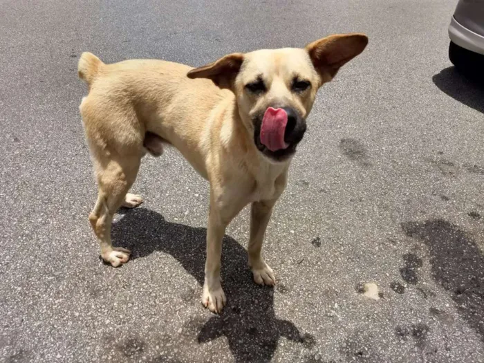 Cachorro ra a Indefinido  idade 2 anos nome Sem nome 