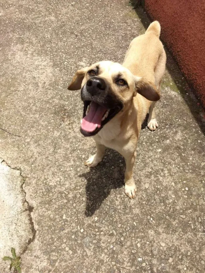 Cachorro ra a Indefinido  idade 2 anos nome Sem nome 