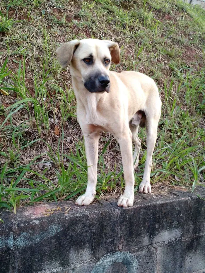 Cachorro ra a Indefinido  idade 2 anos nome Sem nome 