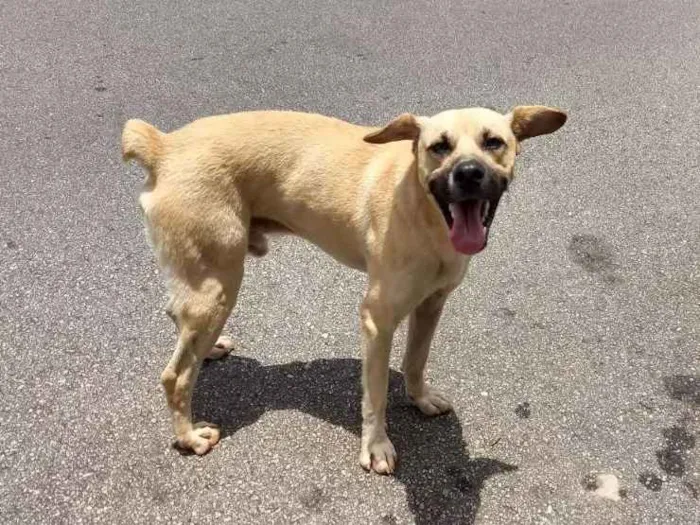 Cachorro ra a Indefinido  idade 2 anos nome Sem nome 