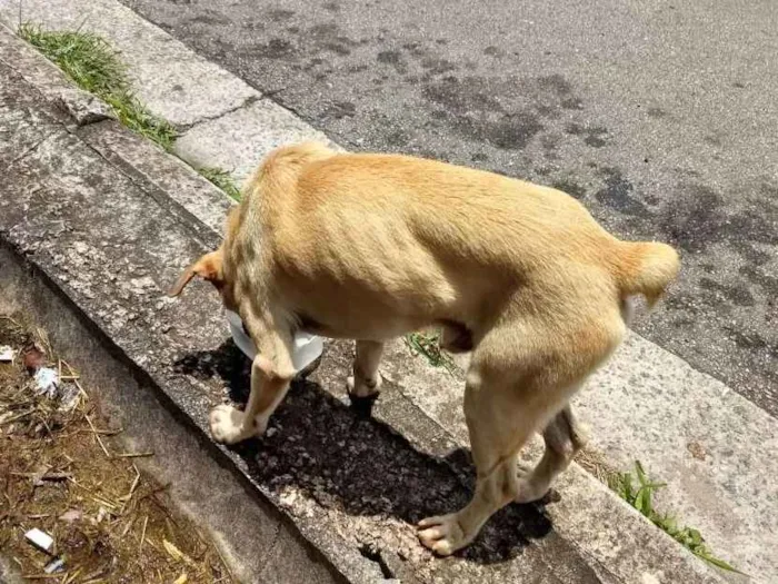 Cachorro ra a Indefinido  idade 2 anos nome Sem nome 