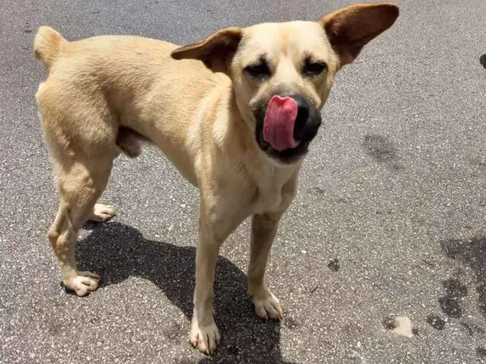 Cachorro ra a Indefinido  idade 2 anos nome Sem nome 