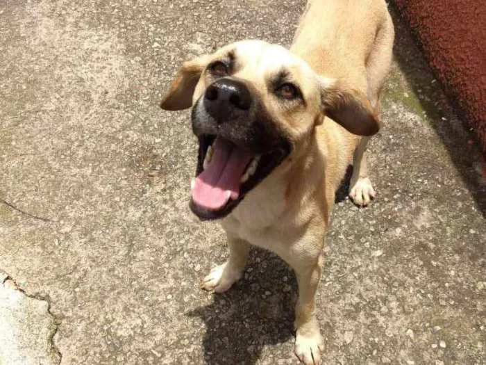 Cachorro ra a Indefinido  idade 2 anos nome Sem nome 