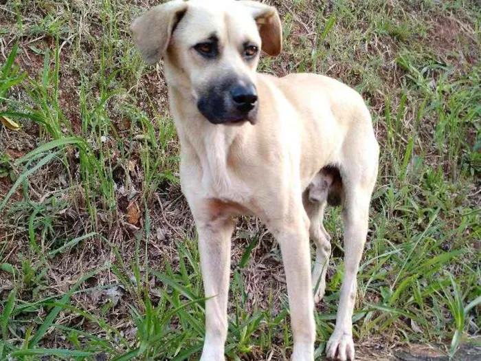 Cachorro ra a Indefinido  idade 2 anos nome Sem nome 