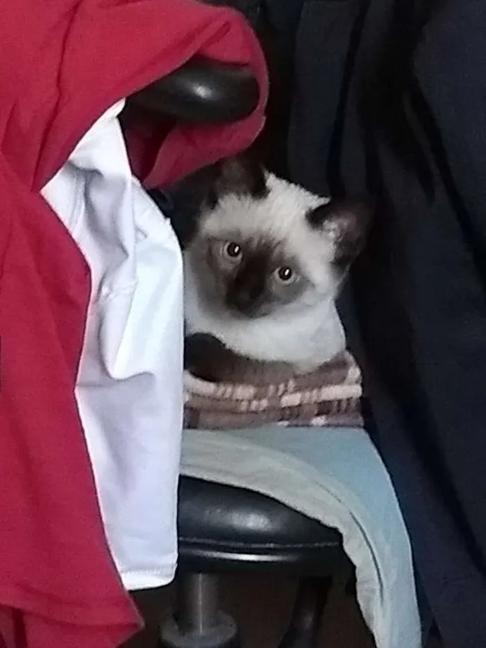 Gato ra a Siamês  idade 2 a 6 meses nome Flor 