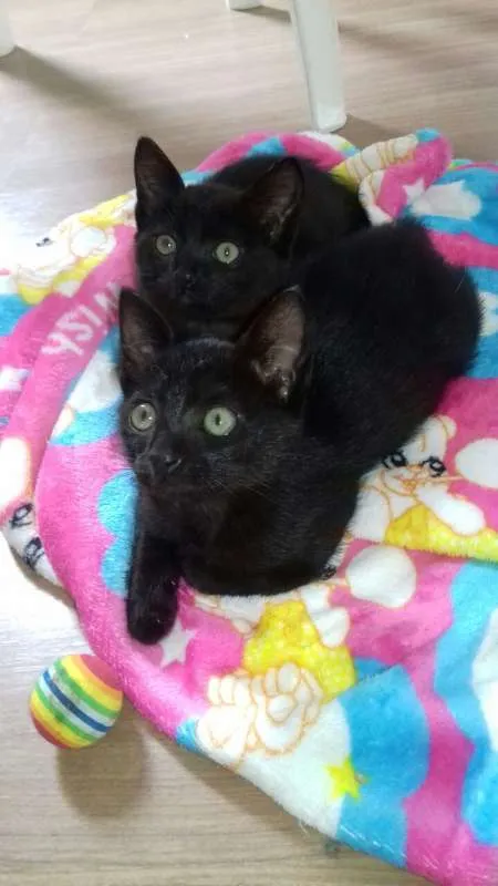 Gato ra a Vira lata idade Abaixo de 2 meses nome Sem Nome