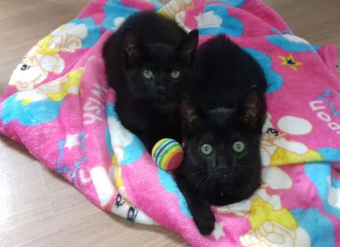 Gato ra a Vira lata idade Abaixo de 2 meses nome Sem Nome