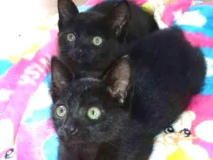 Gato raça Vira lata idade Abaixo de 2 meses nome Sem Nome