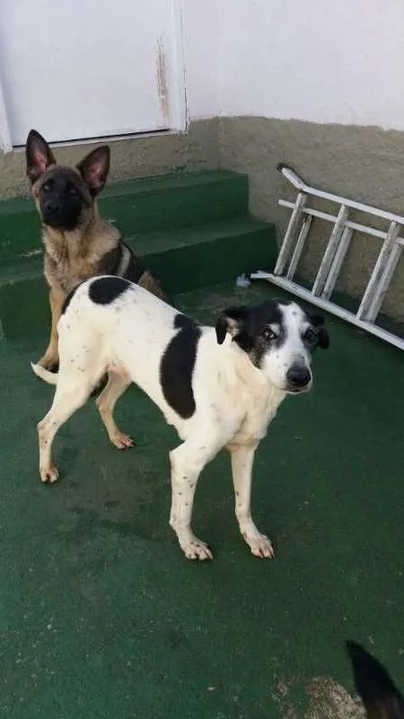 Cachorro ra a Indefinida idade 6 ou mais anos nome Duda