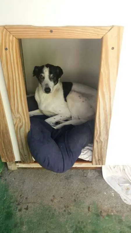 Cachorro ra a Indefinida idade 6 ou mais anos nome Duda