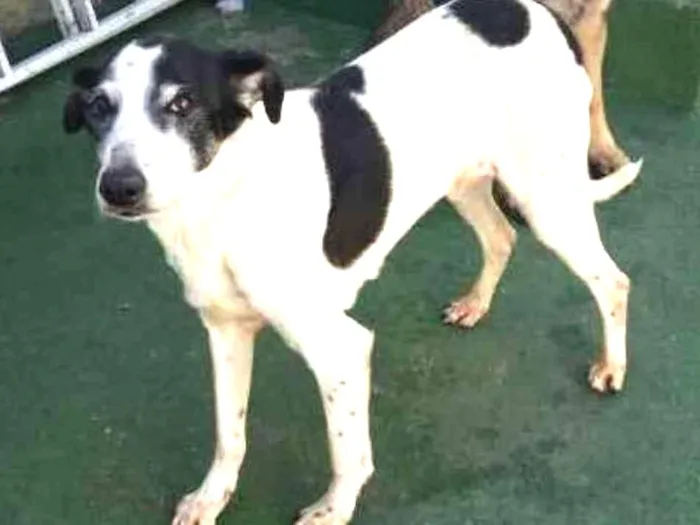 Cachorro ra a Indefinida idade 6 ou mais anos nome Duda