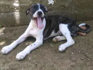 Cachorro raça Sem raça definida idade 2 a 6 meses nome Chiquinha