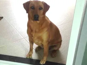 Cachorro raça Sem raça definida idade 2 anos nome Frida